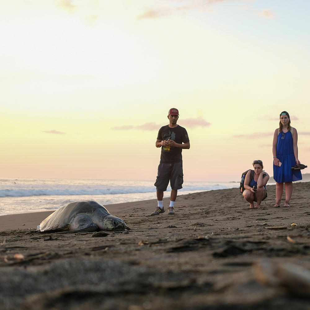 tortue costa rica groupe observation