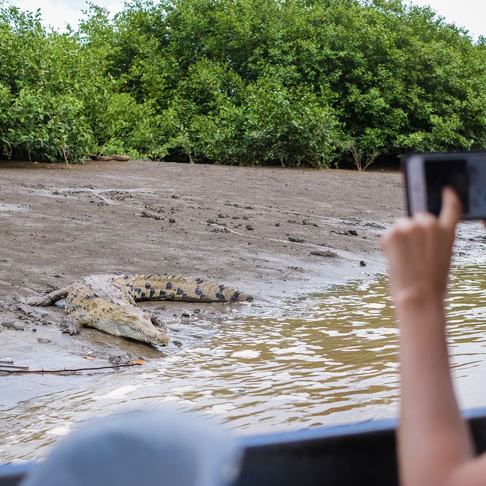 safari photo costa rica crocodile