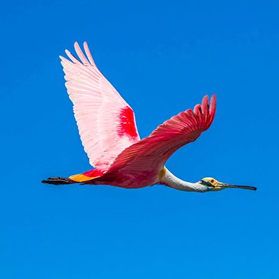 oiseau rose en plein vol costa rica