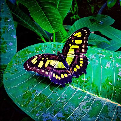 papillon costa rica nature