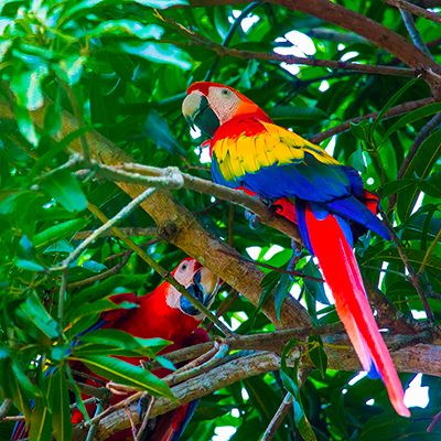 perroquet multicolore costa rica nature