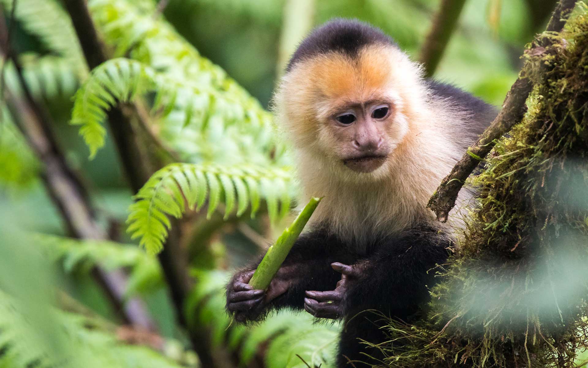 singe qui se nourrit Costa Rica