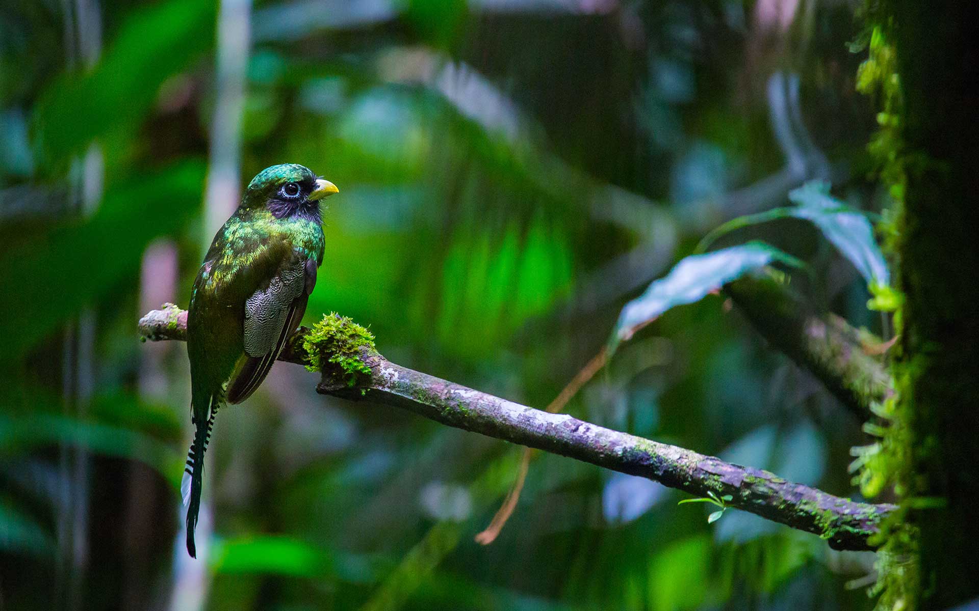 oiseau posé sur branche Costa Rica