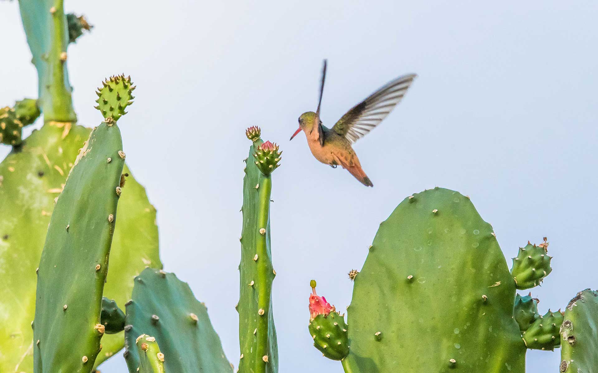colibris Costa Rica nature