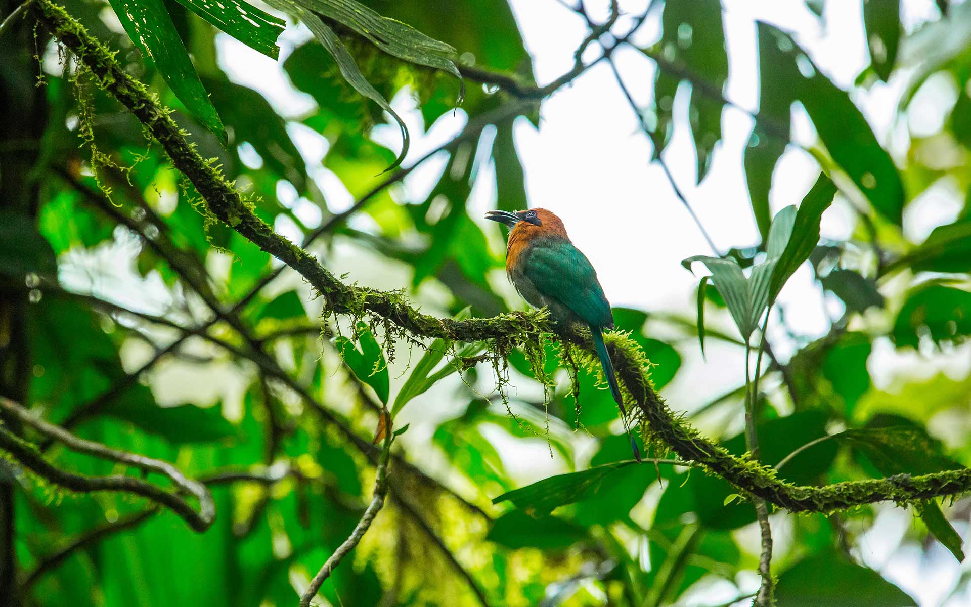 oiseau branche Costa Rica