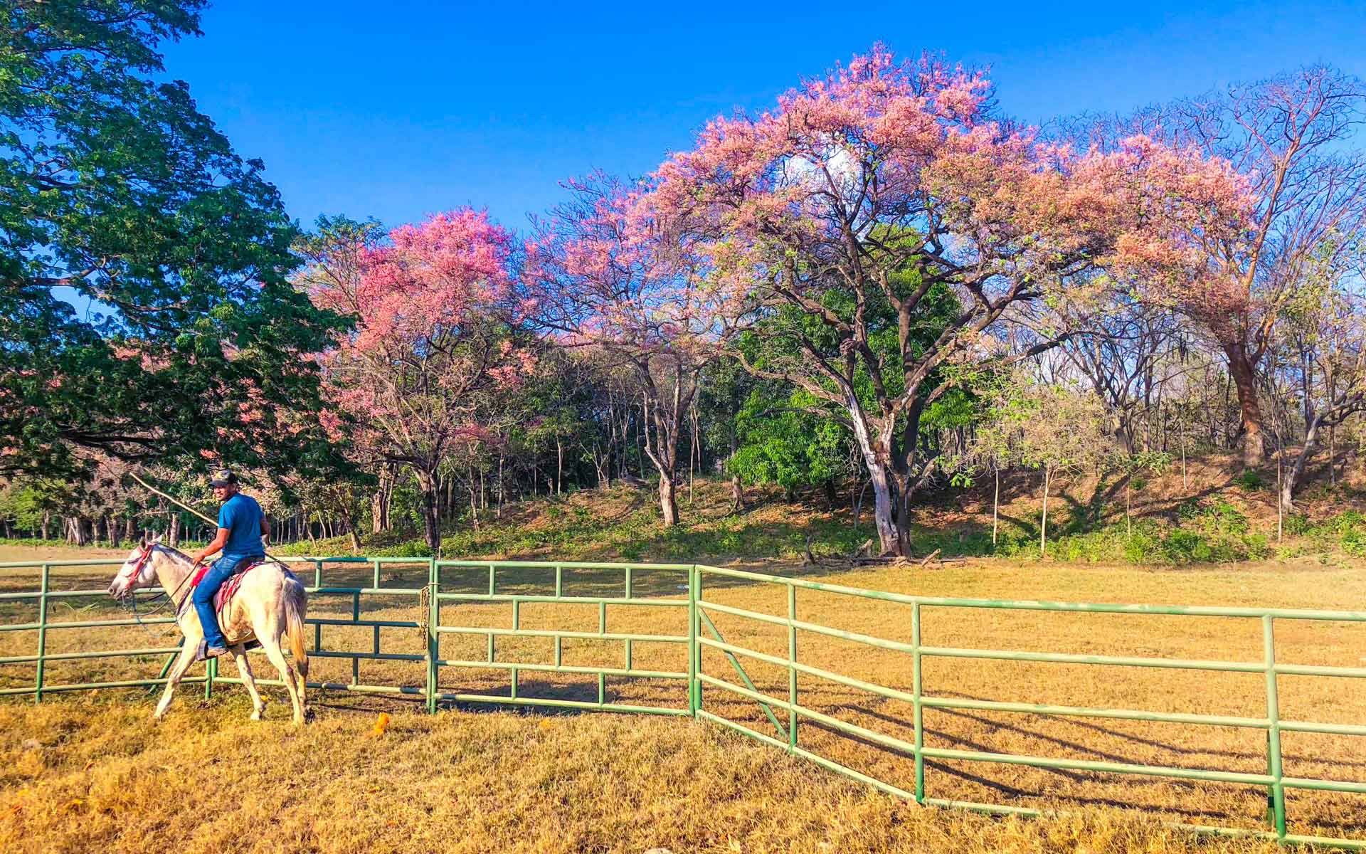 ballade cheval Costa Rica arbres