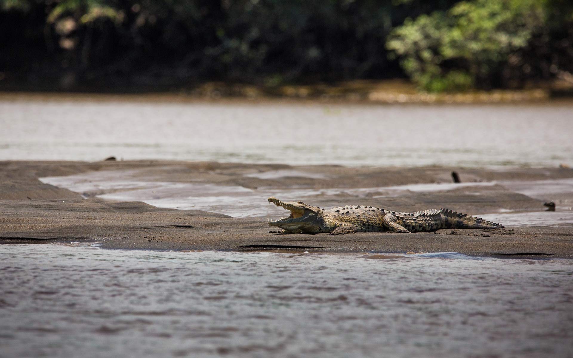 crocodile riviere Costa Rica