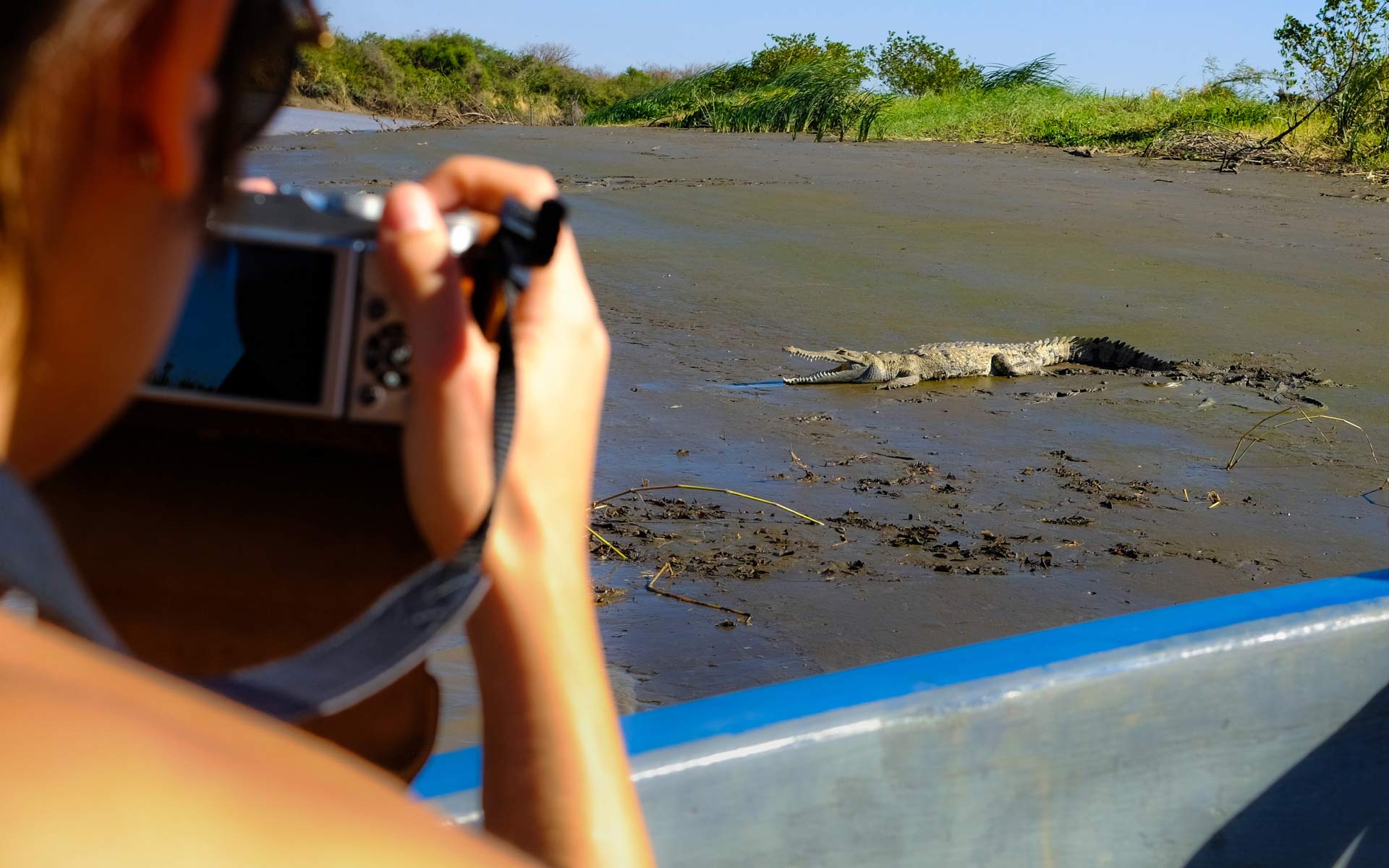 crocodile photo Costa Rica