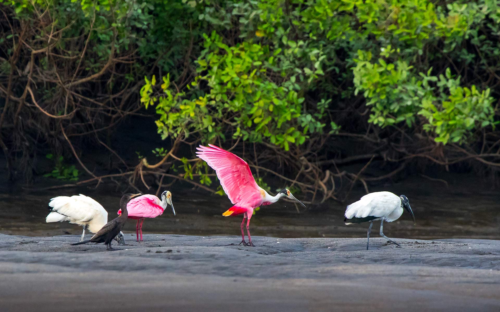 oiseaux Costa Rica nature