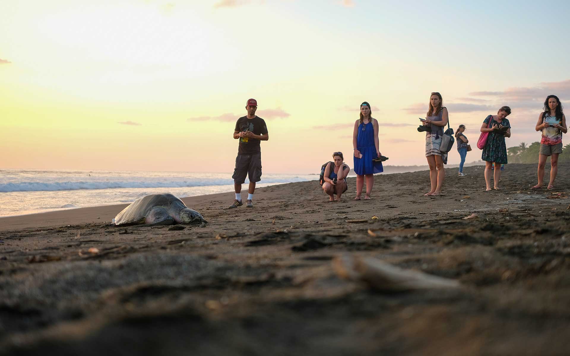 Rencontrer tortue Costa Rica