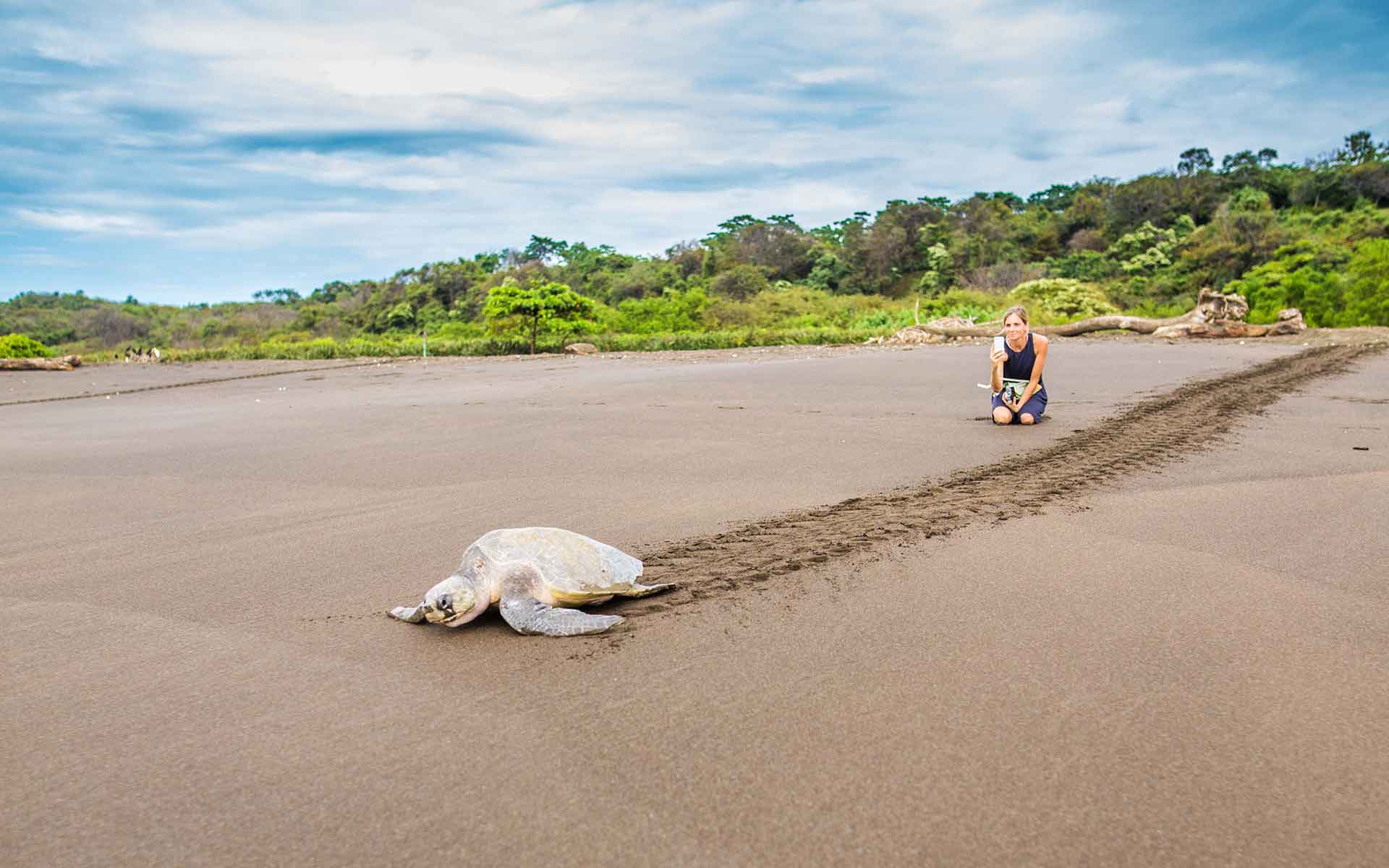 observer tortue Costa Rica