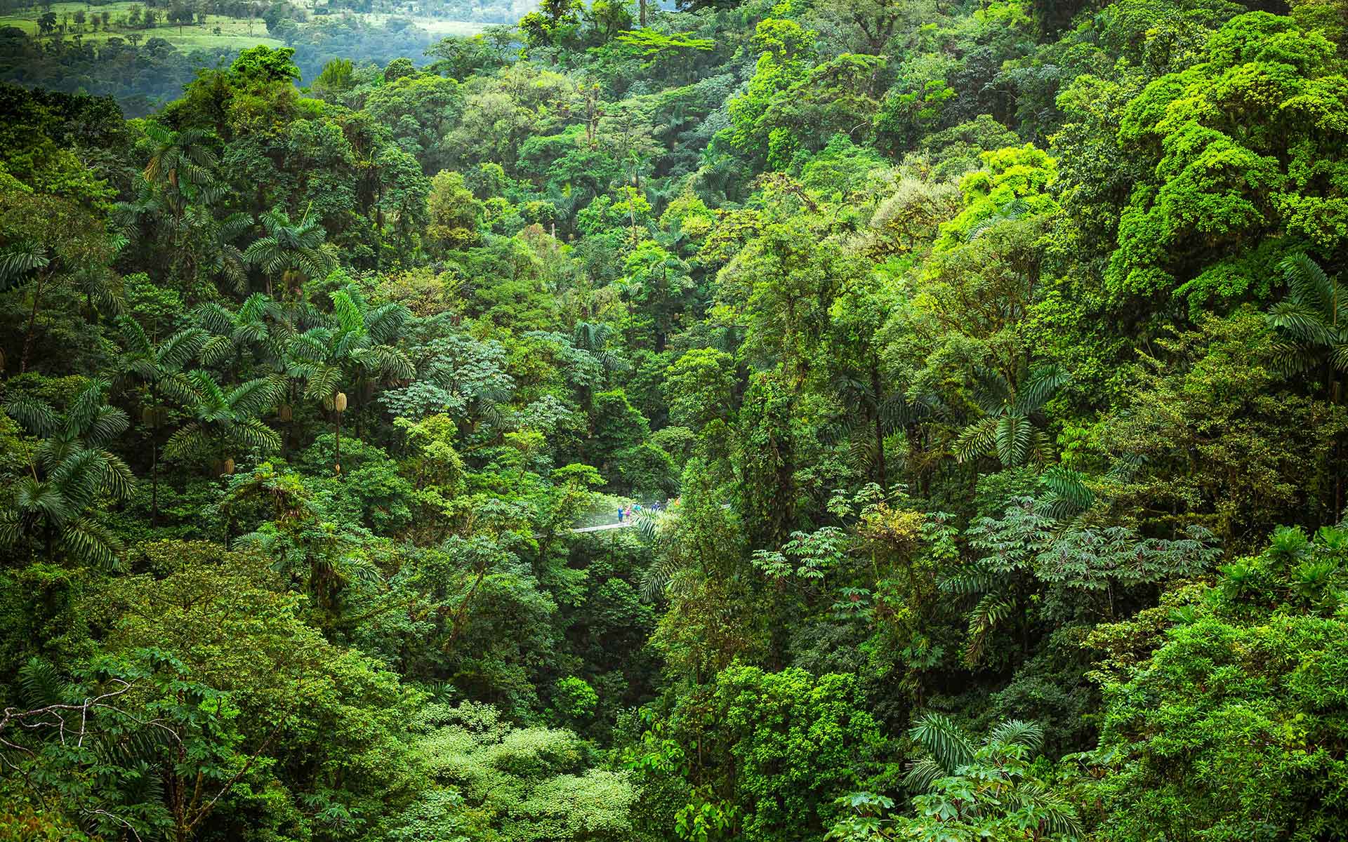 Forêt dense pont suspendu Costa Rica