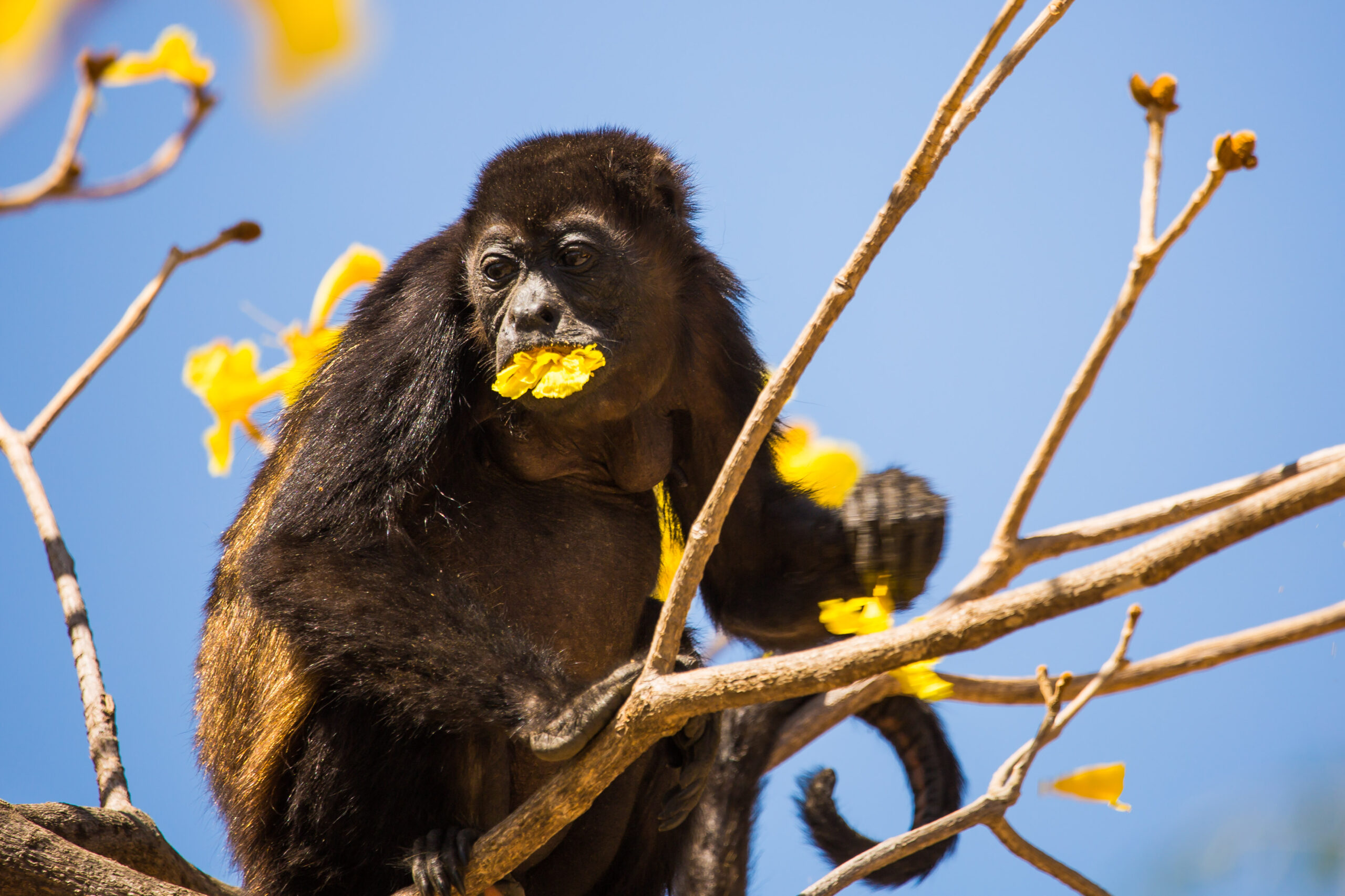 Approaching Howler Monkeys in Costa Rica | Los Nancites