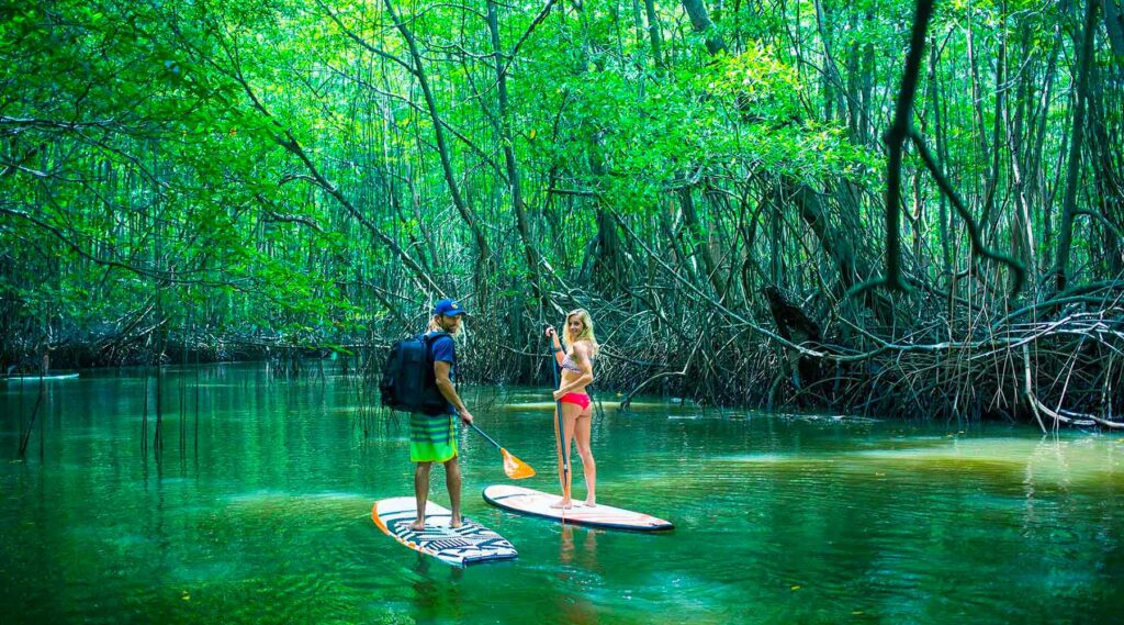 paddle mangrove exploration playa negra