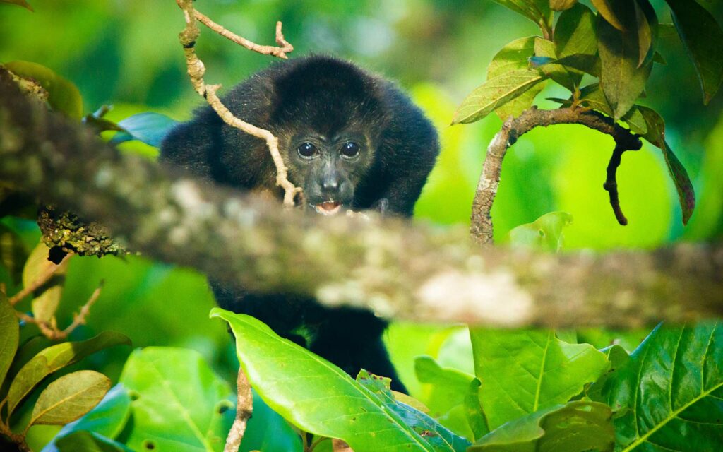 a young howler monkey in playa negra, los nancites lodge