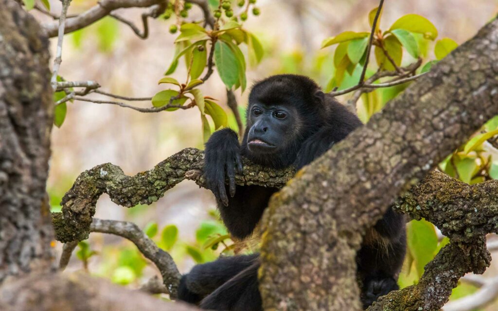 monkeys Costa Rica tropical wildlife near accommodation
