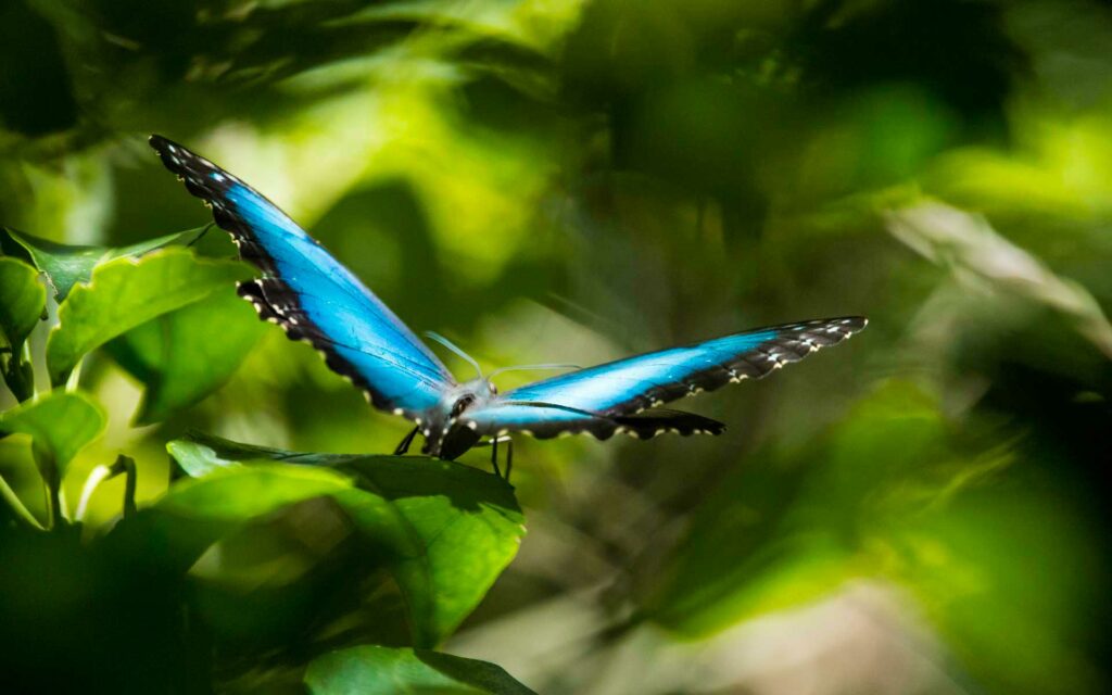 butterfly in costa rica natural jungle