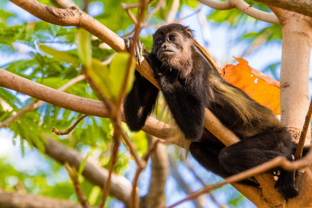 Singe se reposant dans un arbre de la forêt tropicale sèche du Guanacaste, au Costa Rica.